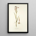 Orchis palustris - Nikolaus Joseph Freiherr von Jacquin — framed artwork on a wall
