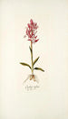 Orchis rubra - Nikolaus Joseph Freiherr von Jacquin — artwork view