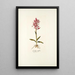 Orchis rubra - Nikolaus Joseph Freiherr von Jacquin — framed artwork on a wall
