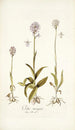 Orchis variegata - Nikolaus Joseph Freiherr von Jacquin — artwork view