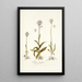 Orchis variegata - Nikolaus Joseph Freiherr von Jacquin — framed artwork on a wall