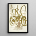 Ornithogalum caudatum - Nikolaus Joseph Freiherr von Jacquin — framed artwork on a wall