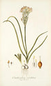 Ornithogalum coarctatum - Nikolaus Joseph Freiherr von Jacquin — artwork view