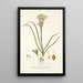 Ornithogalum coarctatum - Nikolaus Joseph Freiherr von Jacquin — framed artwork on a wall