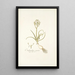 Ornithogalum comosum - Nikolaus Joseph Freiherr von Jacquin — framed artwork on a wall