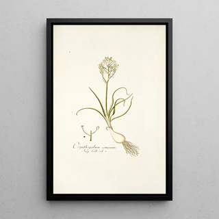 Nikolaus Joseph Freiherr von Jacquin - Ornithogalum comosum.webp