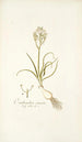Ornithogalum comosum - Nikolaus Joseph Freiherr von Jacquin — artwork view