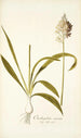 Ornithogalum conicum - Nikolaus Joseph Freiherr von Jacquin — artwork view