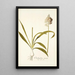 Ornithogalum conicum - Nikolaus Joseph Freiherr von Jacquin — framed artwork on a wall