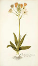 Ornithogalum flavescens - Nikolaus Joseph Freiherr von Jacquin — artwork view