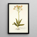 Ornithogalum flavescens - Nikolaus Joseph Freiherr von Jacquin — framed artwork on a wall