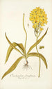 Ornithogalum flavissimum - Nikolaus Joseph Freiherr von Jacquin — artwork view