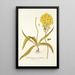 Ornithogalum flavissimum - Nikolaus Joseph Freiherr von Jacquin — framed artwork on a wall