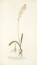 Ornithogalum fuscatum - Nikolaus Joseph Freiherr von Jacquin — artwork view