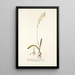 Ornithogalum fuscatum - Nikolaus Joseph Freiherr von Jacquin — framed artwork on a wall