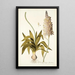 Ornithogalum lacteum - Nikolaus Joseph Freiherr von Jacquin — framed artwork on a wall