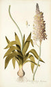 Ornithogalum lacteum - Nikolaus Joseph Freiherr von Jacquin — artwork view