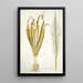 Ornithogalum latifolium - Nikolaus Joseph Freiherr von Jacquin — framed artwork on a wall