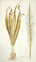 Ornithogalum latifolium - Nikolaus Joseph Freiherr von Jacquin — artwork view