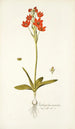 Ornithogalum miniatum - Nikolaus Joseph Freiherr von Jacquin — artwork view