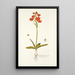 Ornithogalum miniatum - Nikolaus Joseph Freiherr von Jacquin — framed artwork on a wall