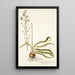 Ornithogalum odoratum - Nikolaus Joseph Freiherr von Jacquin — framed artwork on a wall