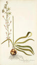 Ornithogalum odoratum - Nikolaus Joseph Freiherr von Jacquin — artwork view