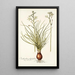 Ornithogalum polyphyllum - Nikolaus Joseph Freiherr von Jacquin — framed artwork on a wall