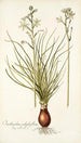 Ornithogalum polyphyllum - Nikolaus Joseph Freiherr von Jacquin — artwork view