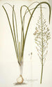 Ornithogalum pyramidale - Nikolaus Joseph Freiherr von Jacquin — artwork view