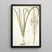 Ornithogalum pyramidale - Nikolaus Joseph Freiherr von Jacquin — framed artwork on a wall