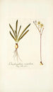 Ornithogalum secundum - Nikolaus Joseph Freiherr von Jacquin — artwork view