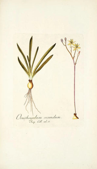 Nikolaus Joseph Freiherr von Jacquin - Ornithogalum secundum.webp