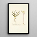 Ornithogalum secundum - Nikolaus Joseph Freiherr von Jacquin — framed artwork on a wall