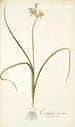 Ornithogalum suaveolens - Nikolaus Joseph Freiherr von Jacquin — artwork view