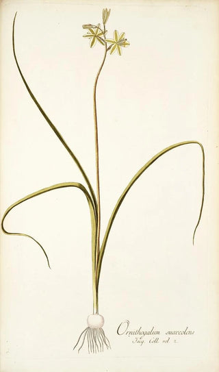 Nikolaus Joseph Freiherr von Jacquin - Ornithogalum suaveolens.webp