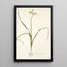 Ornithogalum suaveolens - Nikolaus Joseph Freiherr von Jacquin — framed artwork on a wall
