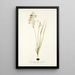 Ornithogalum tenellum - Nikolaus Joseph Freiherr von Jacquin — framed artwork on a wall