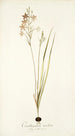 Ornithogalum tenellum - Nikolaus Joseph Freiherr von Jacquin — artwork view