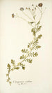 Osteospermum caeruleum - Nikolaus Joseph Freiherr von Jacquin — artwork view