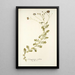 Osteospermum caeruleum - Nikolaus Joseph Freiherr von Jacquin — framed artwork on a wall