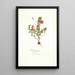 Oxalis hirta - Nikolaus Joseph Freiherr von Jacquin — framed artwork on a wall