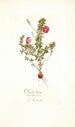 Oxalis hirta - Nikolaus Joseph Freiherr von Jacquin — artwork view