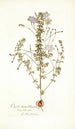 Oxalis hirta varietas - Nikolaus Joseph Freiherr von Jacquin — artwork view