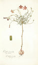 Oxalis versicolor - Nikolaus Joseph Freiherr von Jacquin — artwork view