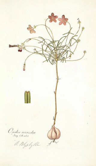 Nikolaus Joseph Freiherr von Jacquin - Oxalis versicolor.webp