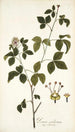 Panax aculeatum - Nikolaus Joseph Freiherr von Jacquin — artwork view
