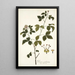 Panax aculeatum - Nikolaus Joseph Freiherr von Jacquin — framed artwork on a wall