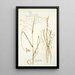 Panicum coloratum - Nikolaus Joseph Freiherr von Jacquin — framed artwork on a wall