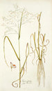 Panicum coloratum - Nikolaus Joseph Freiherr von Jacquin — artwork view